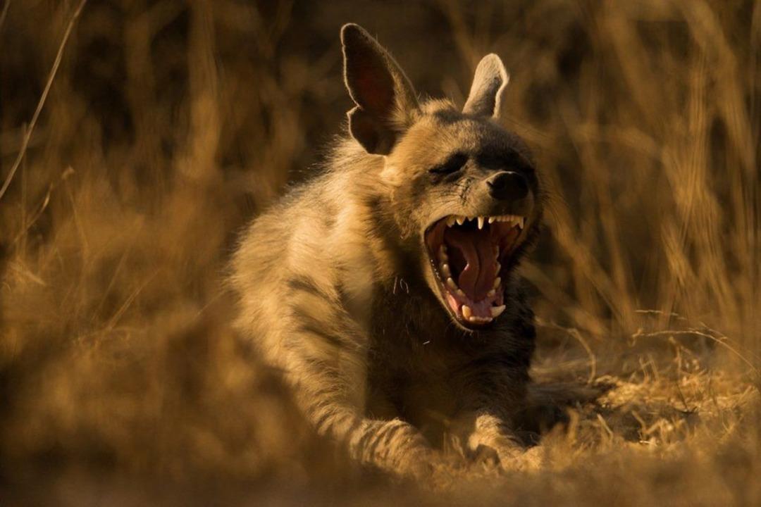 2018 Sony D&uuml;nya Fotoğraf &Ouml;d&uuml;lleri&rsquo;nde yarışan fotoğraflar 