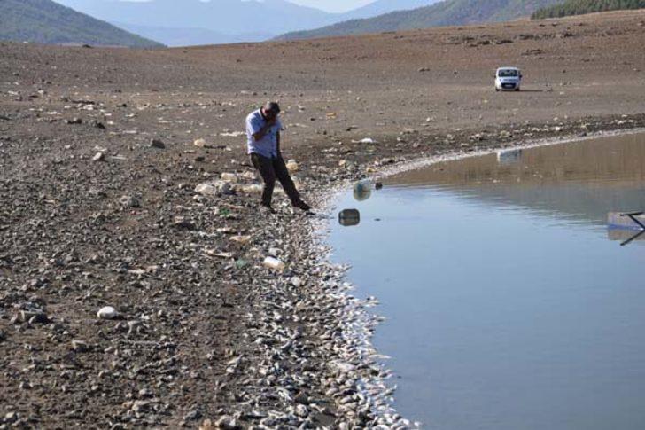  Korkutan manzara! Binlercesi kıyıya vurdu G1