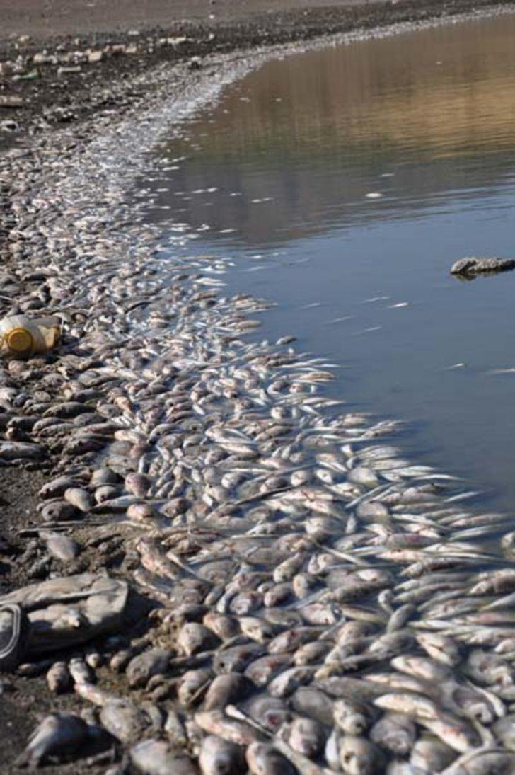  Korkutan manzara! Binlercesi kıyıya vurdu G3