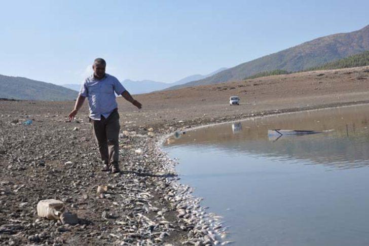  Korkutan manzara! Binlercesi kıyıya vurdu G4