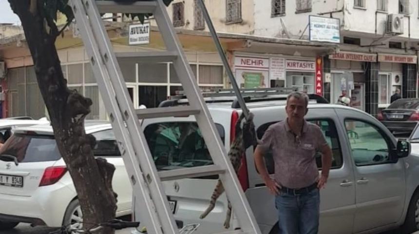 Kedi kurtarma operasyonu