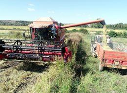 Çeltik hasadı yeniden başladı