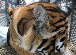 Vahşi hayvanlar uçakla İstanbul’a getirildi