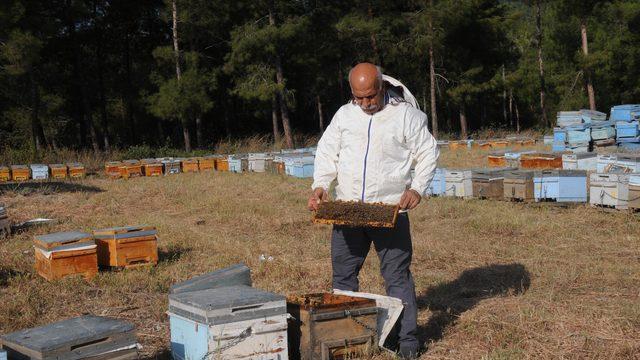 'Bal rekoltesi düştü, arılar parazit tehlikesi altında'