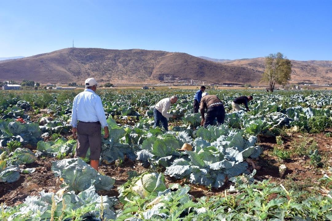 Muş&rsquo;ta lahana hasadı