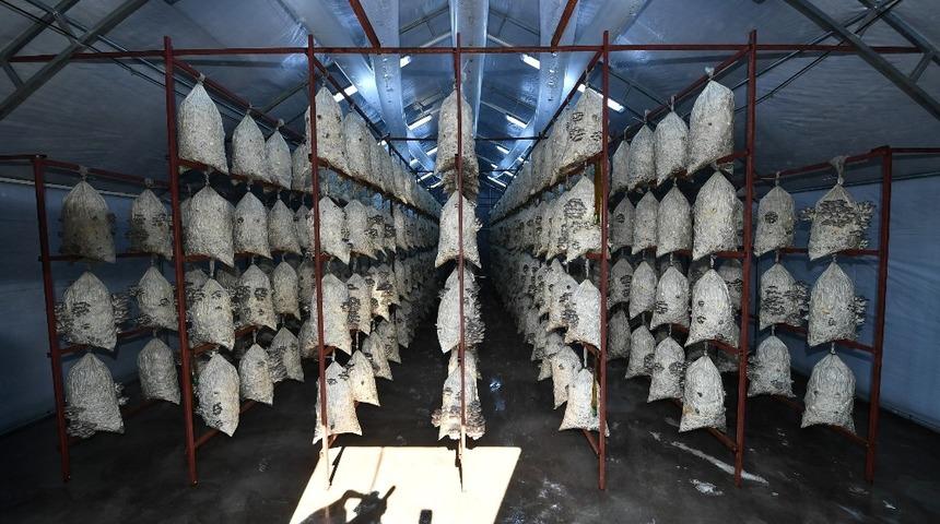 İstiridye mantarı adeta vitamin deposu