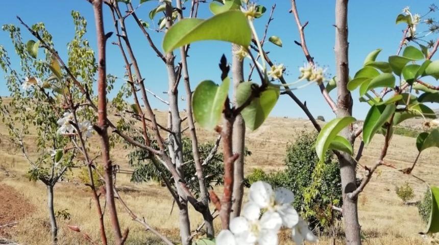 İlkbaharın habercisi &ccedil;i&ccedil;ekler, sonbaharda a&ccedil;tı