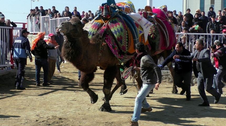 Ege, Marmara ve Akdeniz B&ouml;lgesi deve g&uuml;reşi takvimi belirlendi