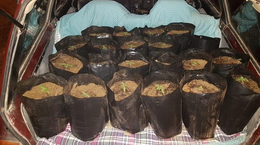 &Ccedil;i&ccedil;ek g&ouml;r&uuml;n&uuml;ml&uuml; zehirler jandarmaya takıldı