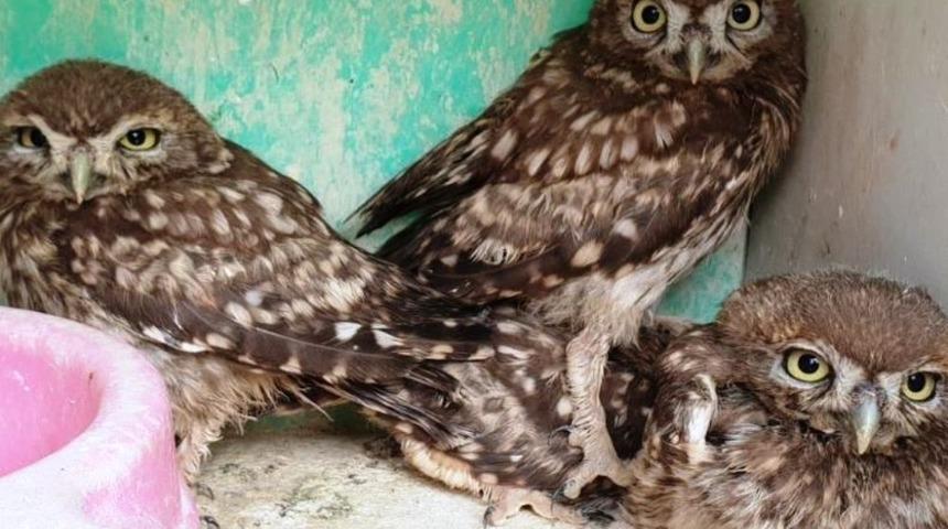 Sahipsiz hayvanlar için 407 bin TL ödenek ayrıldı