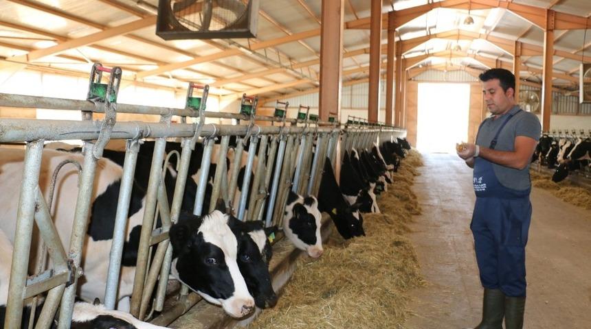 Devlet destekli kurulan hayvan &ccedil;iftliği b&uuml;y&uuml;meye devam ediyor