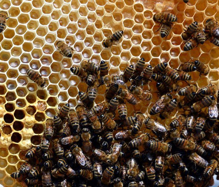 Van'da korkutan olası arı ölümleri