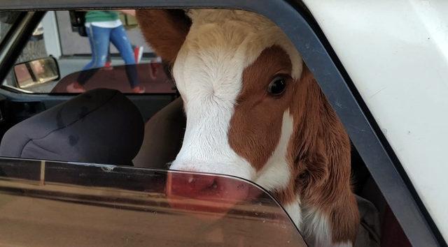 Rahatsızlanan buzağısını otomobille tedaviye götürdü