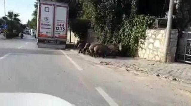 Aç kalan yaban domuzları Bodrum merkezine indi
