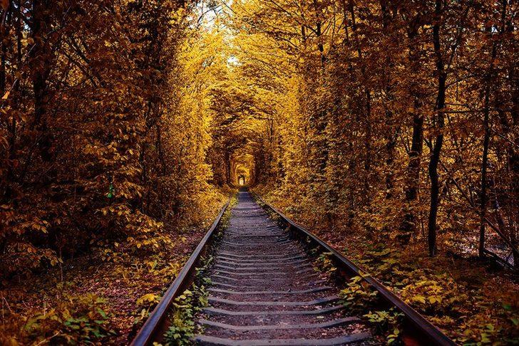 Mutlaka görmeniz gereken büyüleyici ağaç tüneller  G2