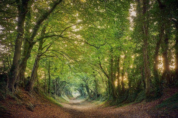 Mutlaka görmeniz gereken büyüleyici ağaç tüneller  G5