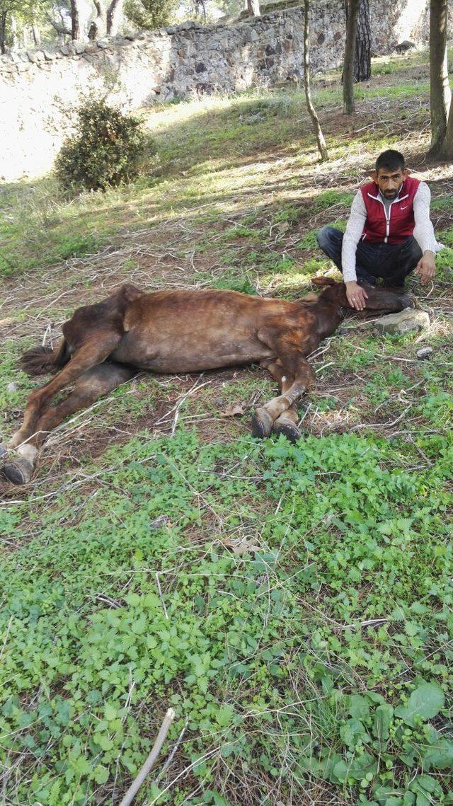 Büyükada'da ölüme terk edilen at kurtarıldı