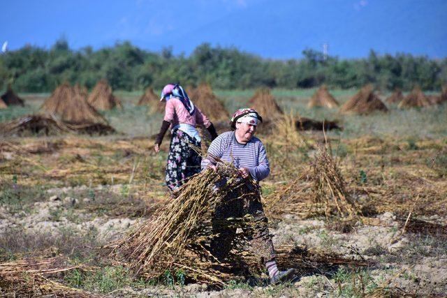 ulanin-susamina-yunan-ve-japon-ilgisi_4800_dhaphoto1