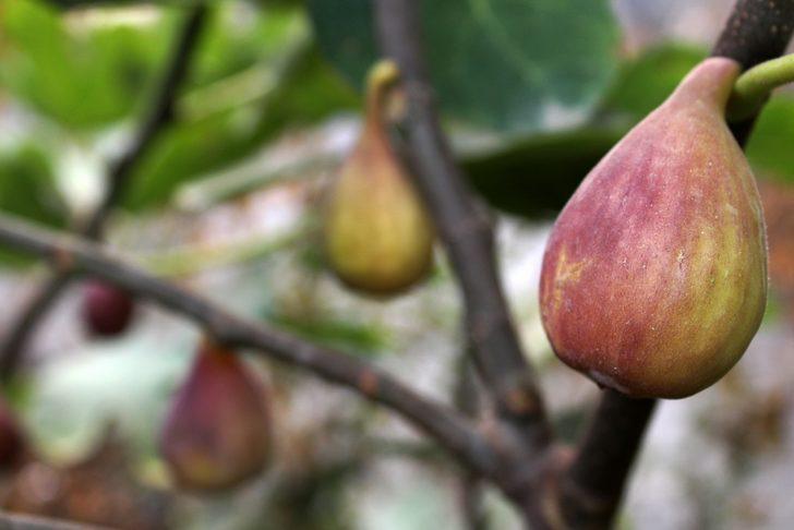 Van'da incir sürprizi G1