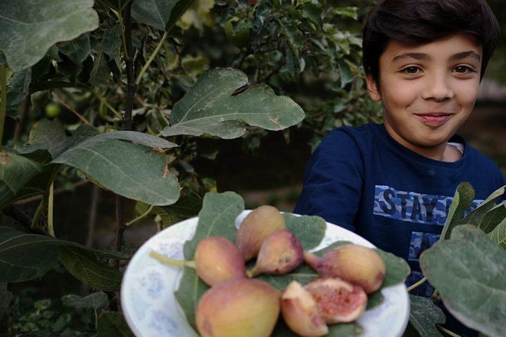 Van'da incir sürprizi G3