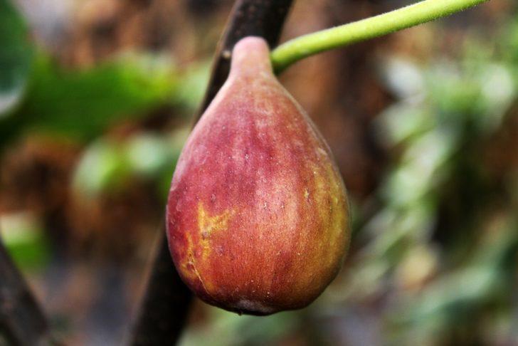 Van'da incir sürprizi G4