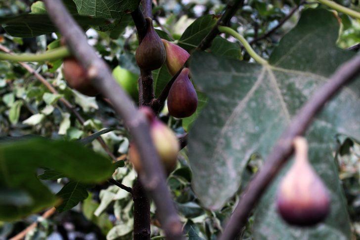 Van'da incir sürprizi G5