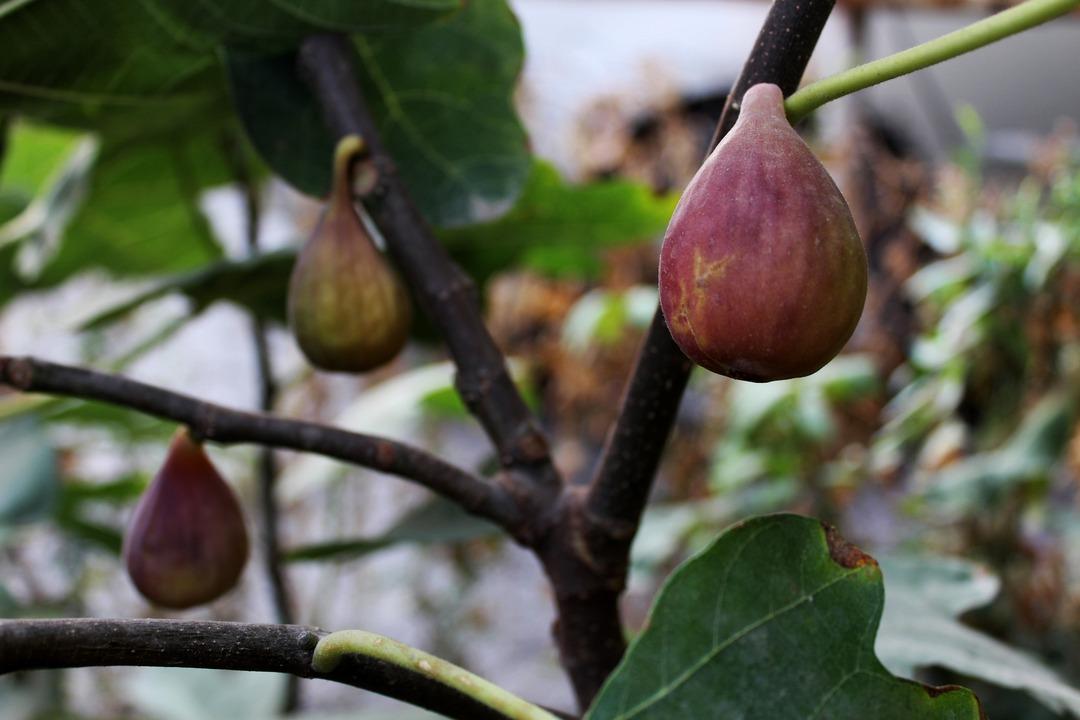 Van'da incir s&uuml;rprizi