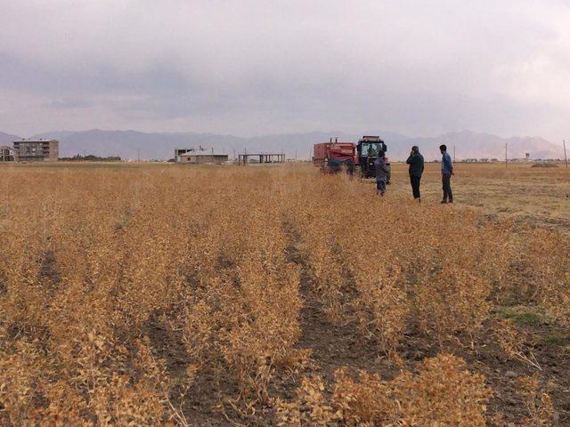 Y&uuml;ksekova da aspir hasadına başlandı 1