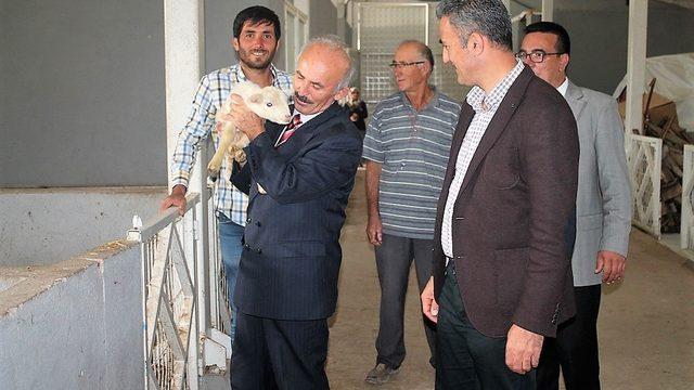 Küçükbaş hayvancılık işletmesinde inceleme