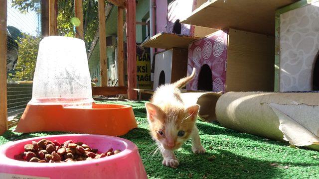 Taksi durağına kedi evi yaptılar