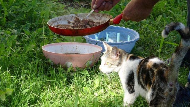 Taksi durağına kedi evi yaptılar