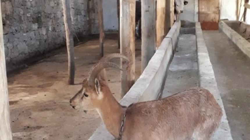 K&ouml;peklerden ka&ccedil;an yaban ke&ccedil;isi ahıra saklandı