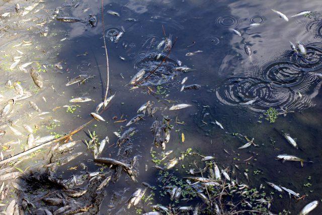 Gerede'de çayda toplu balık ölümüne inceleme
