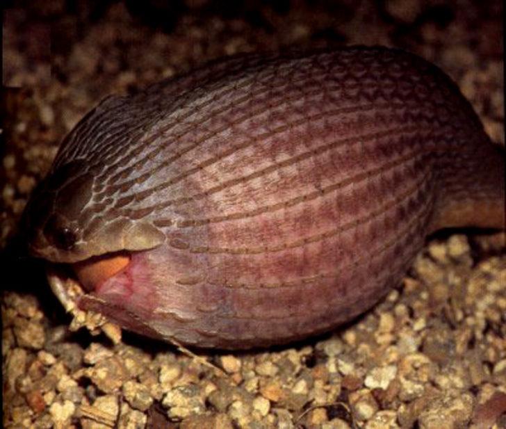 Yılanın yumurtayı yuttuğu anlar şok etti  G2