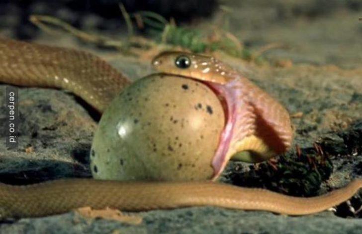 Yılanın yumurtayı yuttuğu anlar şok etti  G4