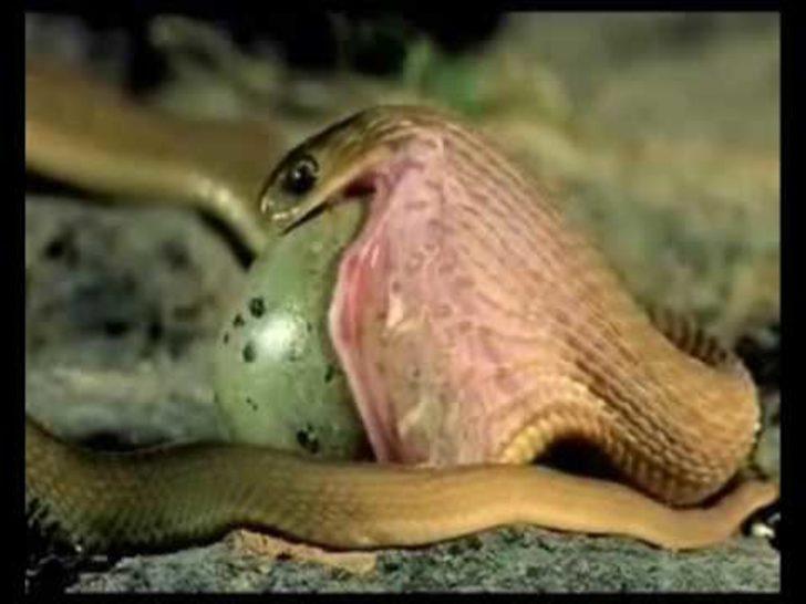 Yılanın yumurtayı yuttuğu anlar şok etti  G5