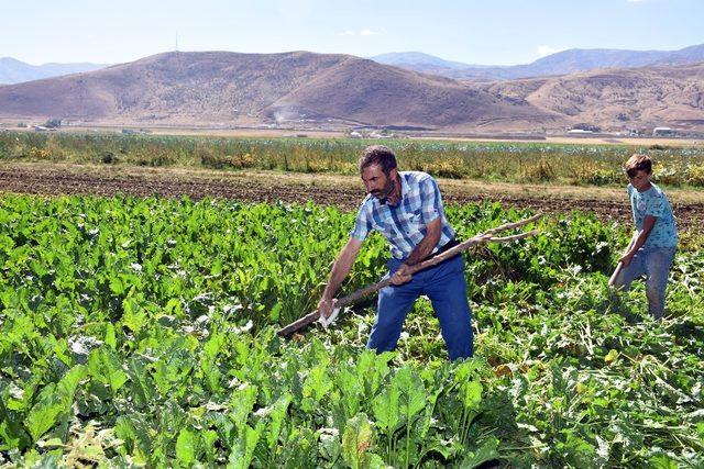 Şeker pancarından geriye kalan yapraklar yem olarak kullanılıyor