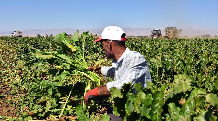 Şeker pancarından geriye kalan yapraklar yem olarak kullanılıyor