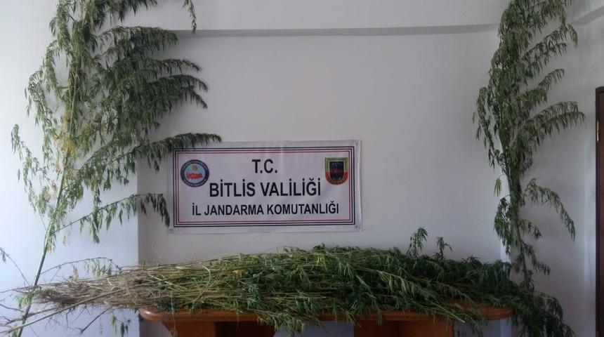 Ahlat&rsquo;ta 869 k&ouml;k kenevir ele ge&ccedil;irildi