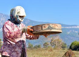  Ula'nın susamına Yunan ve Japon ilgisi