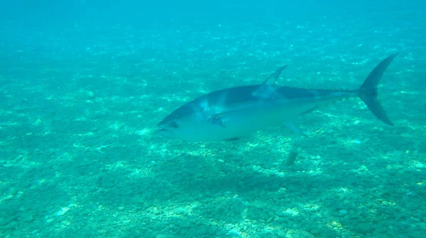 Konyaaltı sahilinde görüntülendi! 'Bu derinlikte nadir görülür'