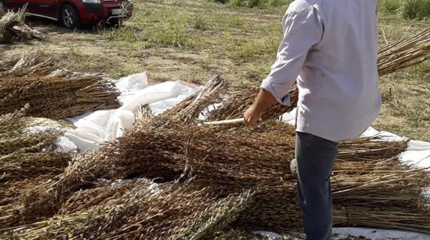 Aydın&rsquo;da susam hasadı erken başladı