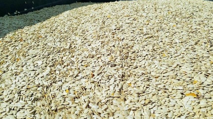 Kayseri Şeker&rsquo;den kabak &ccedil;ekirdeğine 11.5 TL baş fiyat