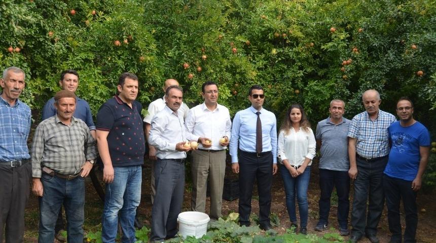 Zivzik narının ilk hasadı başladı