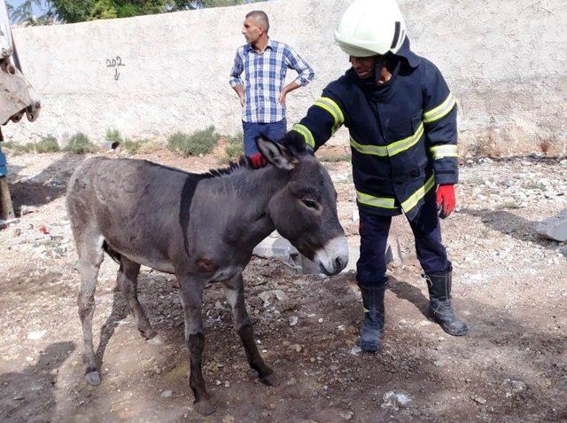 Çukura düşen eşek kurtarıldı