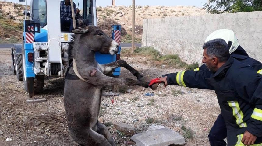 &Ccedil;ukura d&uuml;şen eşek kurtarıldı