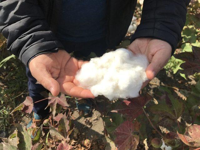 Iğdır’da Beyaz altın günü