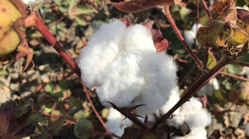 Iğdır&rsquo;da Beyaz altın g&uuml;n&uuml;