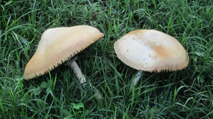 Bakanlıktan hayati uyarı, sakın yemeyin! 'İhtiya&ccedil; halinde 114'&uuml; arayın'