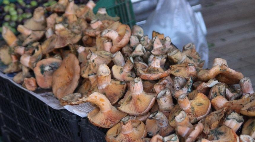 Sezonun ilk &ccedil;ıntarı 30 liradan g&ouml;r&uuml;c&uuml;ye &ccedil;ıktı